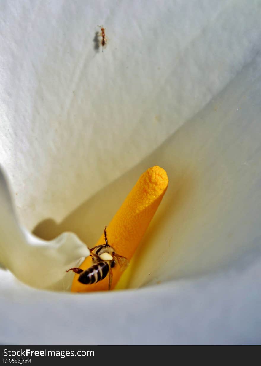 Close up of beautiful white Arum Lily. Close up of beautiful white Arum Lily