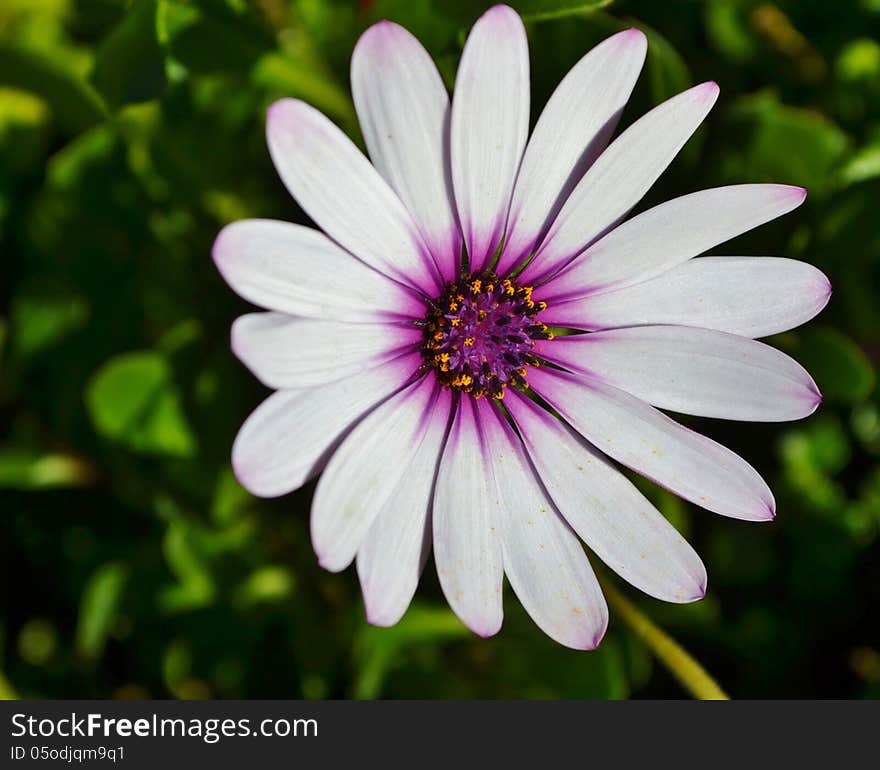 Close up of beautiful white Gazania flower in bright sunlight. Close up of beautiful white Gazania flower in bright sunlight