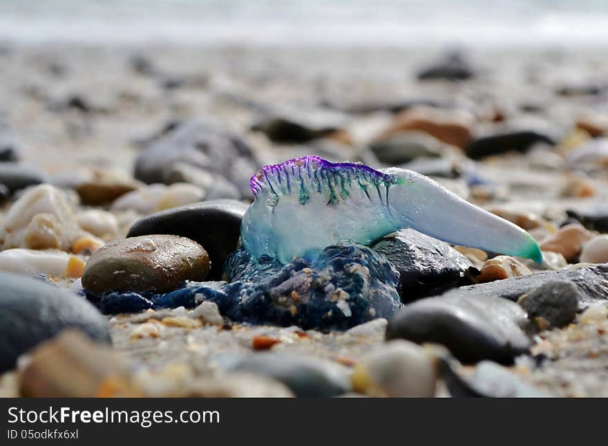 Close up of poisonous bluebottle on the beach in Milnerton Cape Town. Close up of poisonous bluebottle on the beach in Milnerton Cape Town