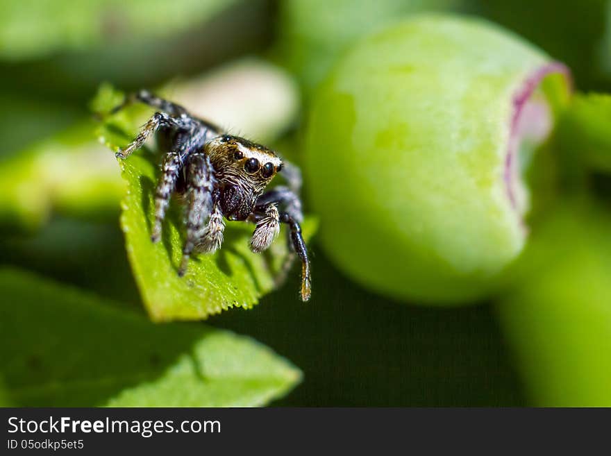 The zebra spider, Salticus scenicus, is a common jumping spider. Like other jumping spiders, it does not build a web. It uses its four pairs of large eyes to locate prey and its jumping ability to pounce and capture it. Zebra spiders are often noted for their awareness of humans. Upon noticing someone observing them, they can be seen raising their head, and usually change behavior (hence why salticus scenius, theatrical jumper). The zebra spider, Salticus scenicus, is a common jumping spider. Like other jumping spiders, it does not build a web. It uses its four pairs of large eyes to locate prey and its jumping ability to pounce and capture it. Zebra spiders are often noted for their awareness of humans. Upon noticing someone observing them, they can be seen raising their head, and usually change behavior (hence why salticus scenius, theatrical jumper).