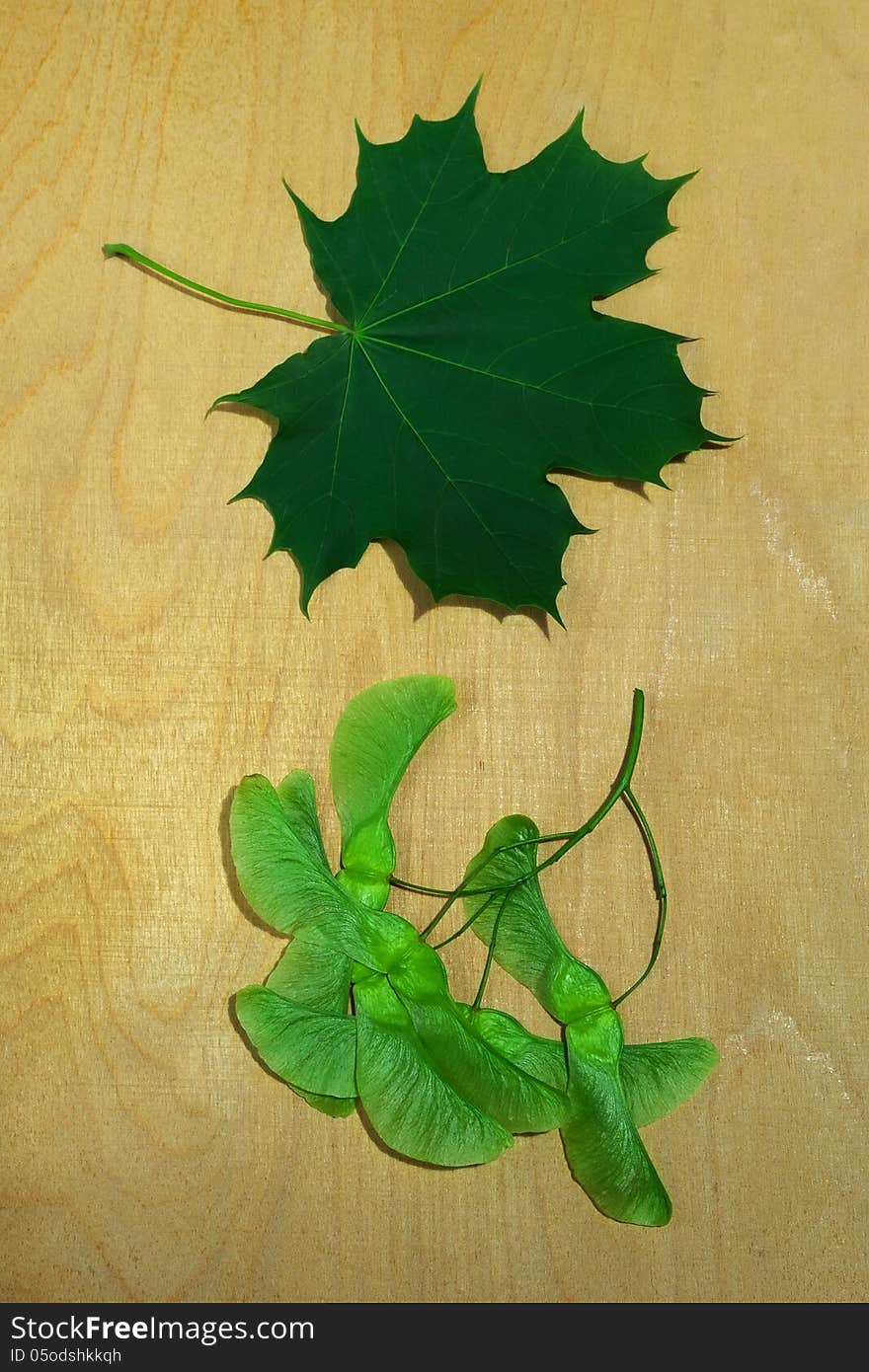 Green leaf of maple and his seeds lying on a wooden board. Green leaf of maple and his seeds lying on a wooden board