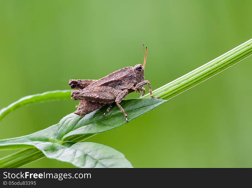 Little pygmy grasshopper in grass.