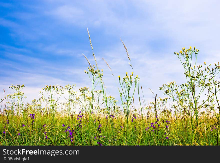 Summertime, meadow in Lahemaa National Park. Summertime, meadow in Lahemaa National Park.