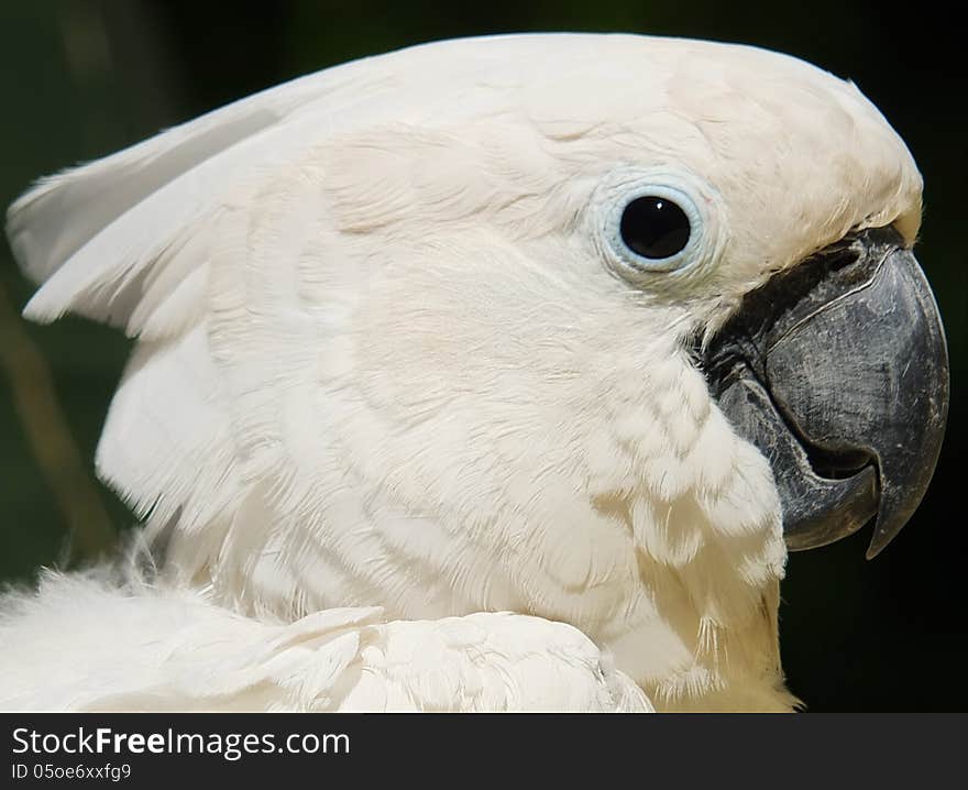 White Cockatoo parrot