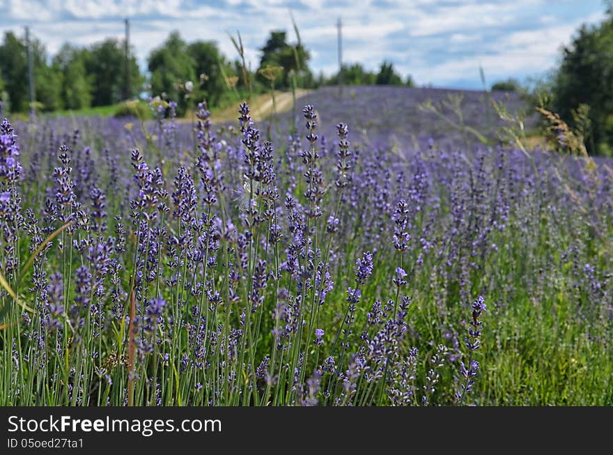 Lavender Field in Piedmont, Langhe Region, Italy. Lavender Field in Piedmont, Langhe Region, Italy