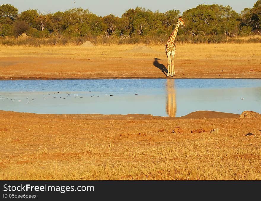 Giraffe at the waterhole