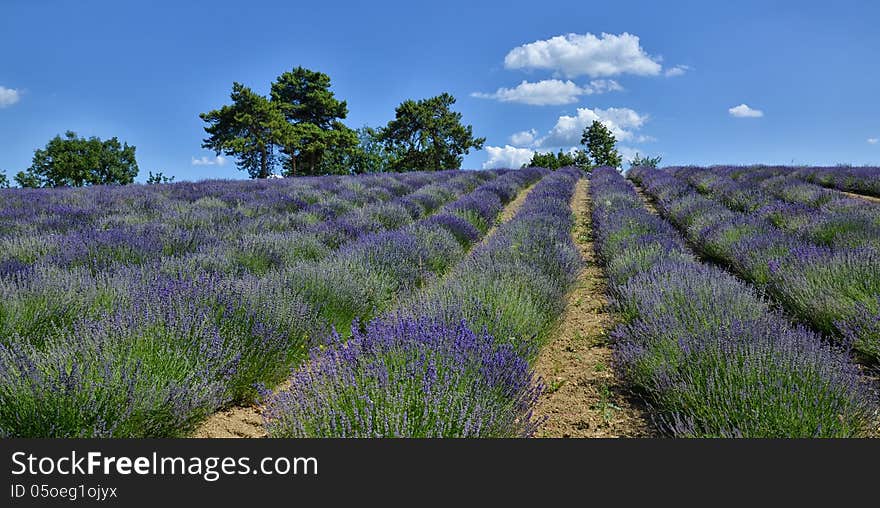 Lavender Field in Piedmont, Langhe Region, Italy. Lavender Field in Piedmont, Langhe Region, Italy