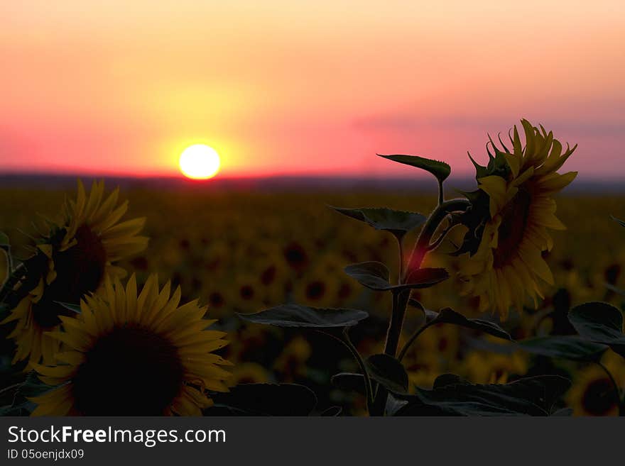 Sunflower field against the evening sky. Sunflower field against the evening sky