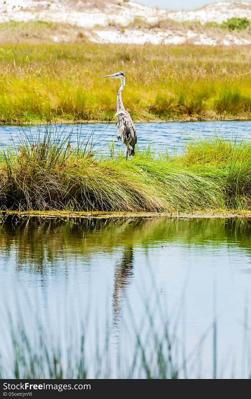 Great blue heron poses in florida wetlands