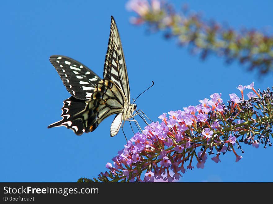 Butterfly