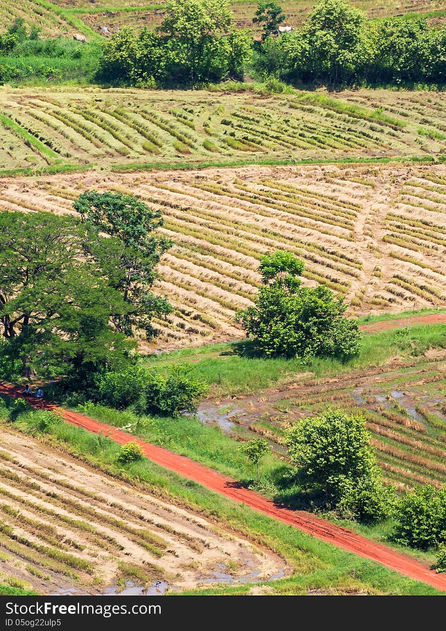 Harvest Field