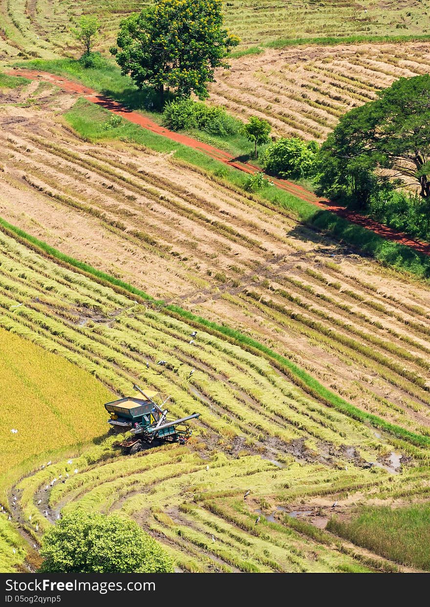 Combine harvester on harvest field aerial view