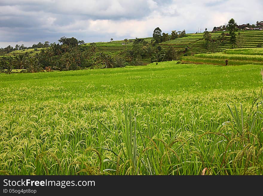 Padi Field