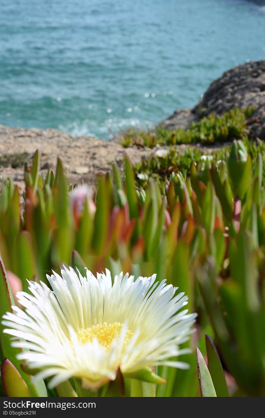 Withe flower on the sea shore closeup. Withe flower on the sea shore closeup