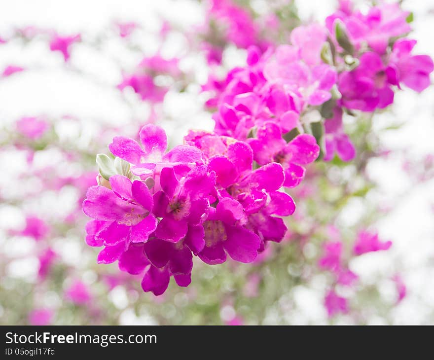 Pink  Leucophyllum Frutescens Flowers