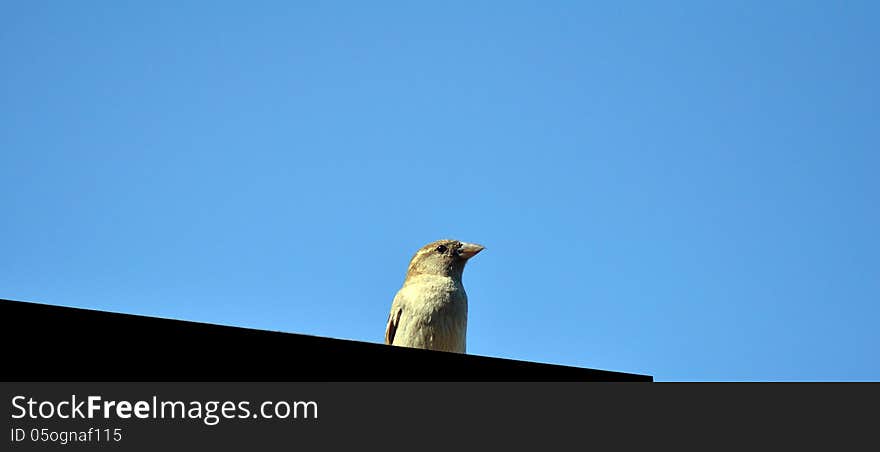 Bird - House Sparrow (Passer domesticus)