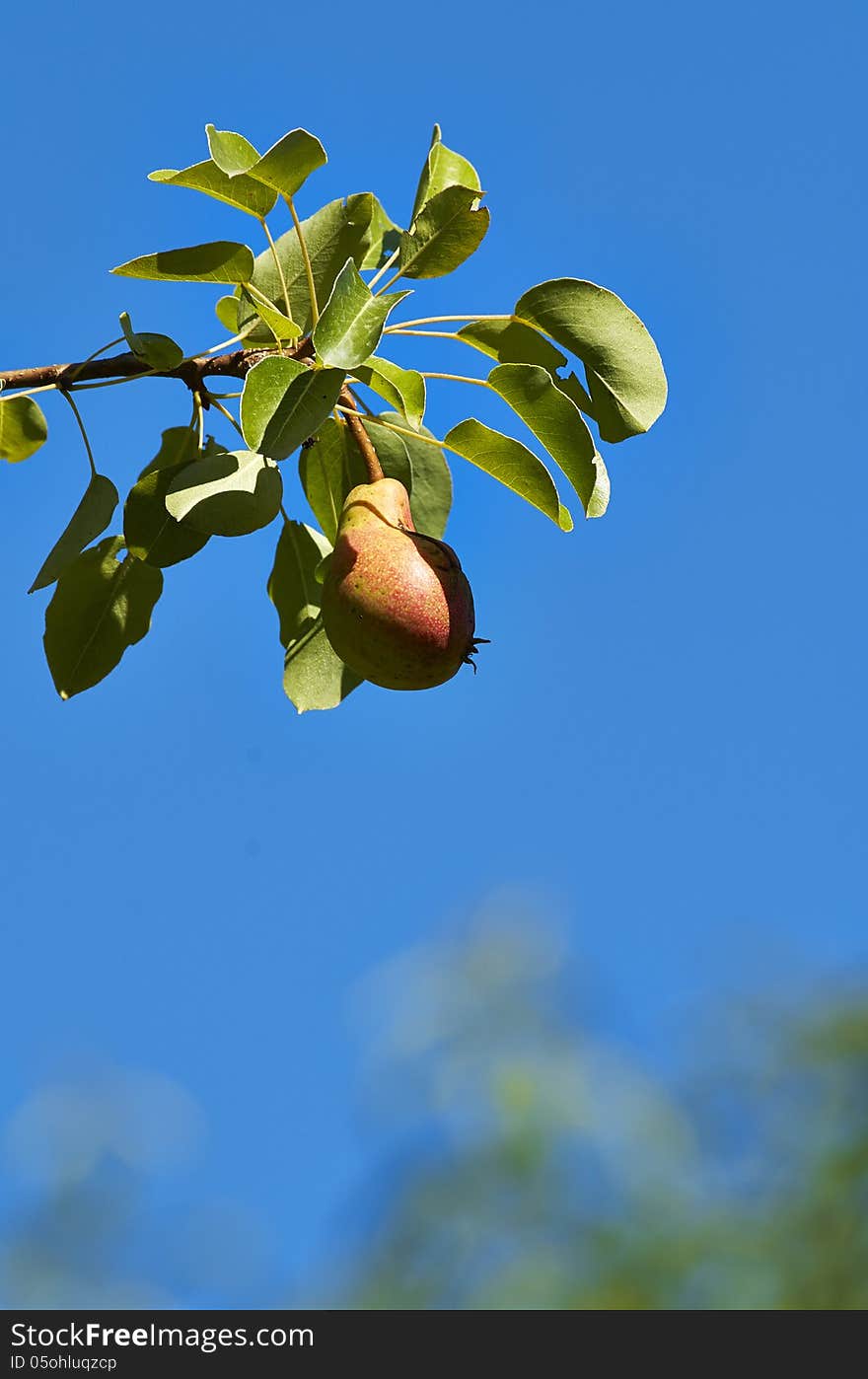 Pear on a tree in a garden in la spezia