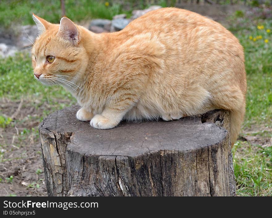 Cute cat cartoon and redhead