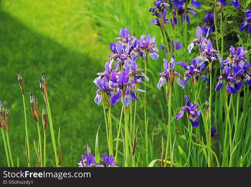 Iris,flower,beautiful flowers,cultivated flowers,flowers in the meadow,a walk in the Park,the irises are blooming