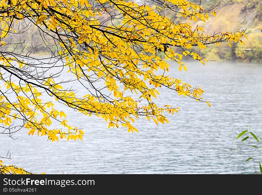 Tree autumn vs. winter at the Jiuzhaigou valley, sichuan, china