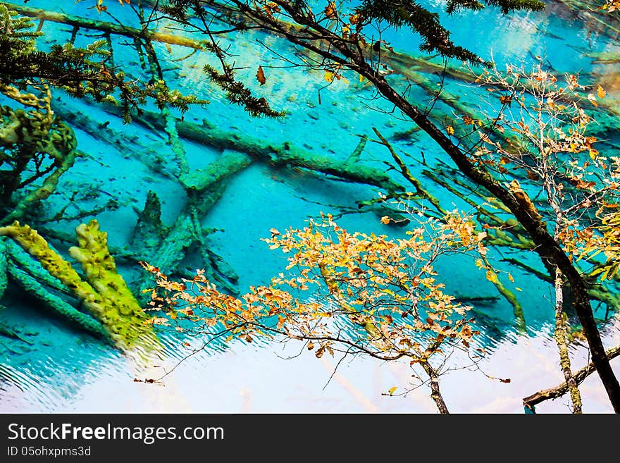 Trees inside a beautiful turkouise Five Flower Lake lake in Jiuzhaigou national park in Sichuan, China (protected under UNESCO). Trees inside a beautiful turkouise Five Flower Lake lake in Jiuzhaigou national park in Sichuan, China (protected under UNESCO)