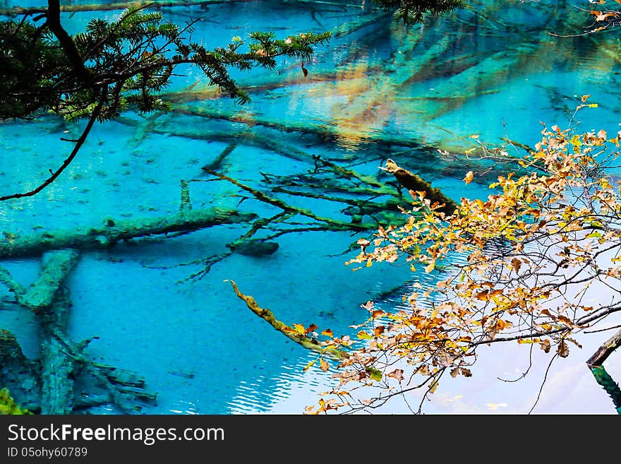 Trees inside a beautiful turkouise Five Flower Lake lake in Jiuzhaigou national park in Sichuan, China (protected under UNESCO). Trees inside a beautiful turkouise Five Flower Lake lake in Jiuzhaigou national park in Sichuan, China (protected under UNESCO)