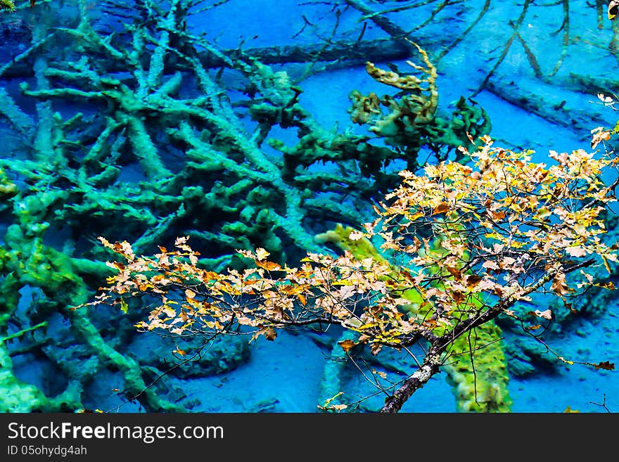 Trees inside a beautiful turkouise Five Flower Lake lake in Jiuzhaigou national park in Sichuan, China (protected under UNESCO). Trees inside a beautiful turkouise Five Flower Lake lake in Jiuzhaigou national park in Sichuan, China (protected under UNESCO)