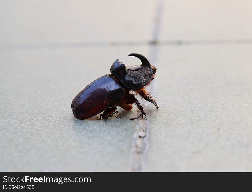 Oryctes Nasicornis - Rhinoceros Beetle