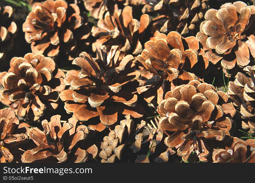 The Pine cone. Close -up. Macro. Backgraund.