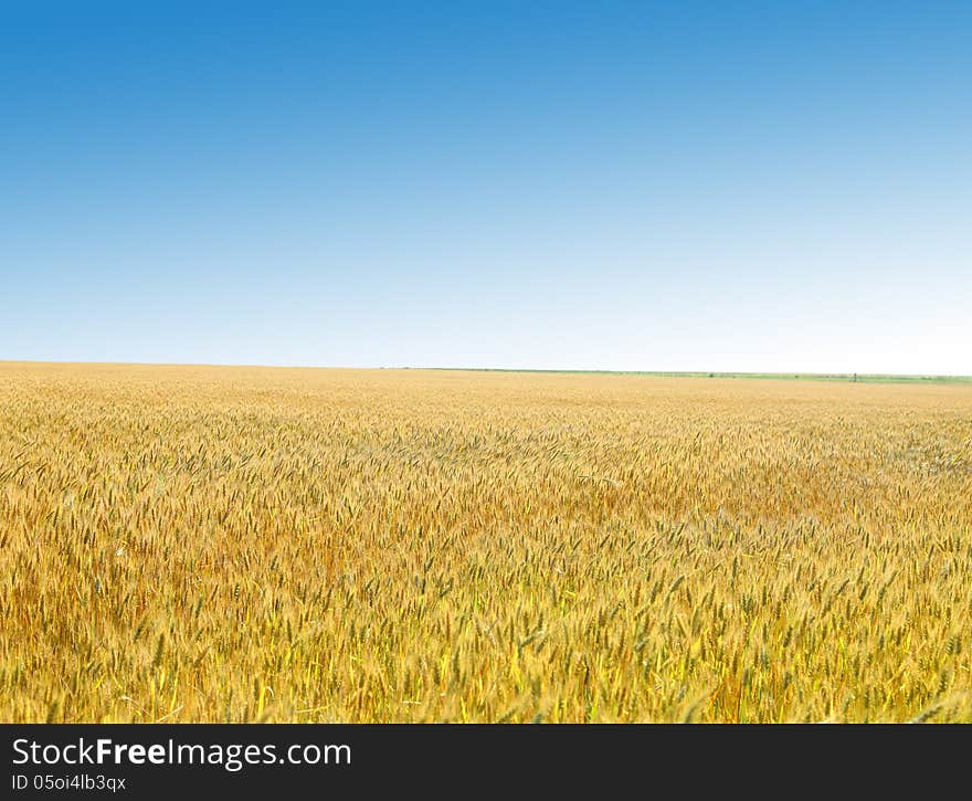 Golden wheat field against the sky. Background.