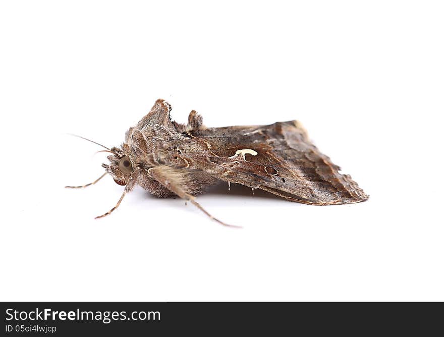 Close-up moth isolated on a white background