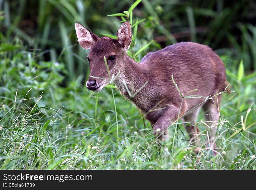 Deer living in the wild