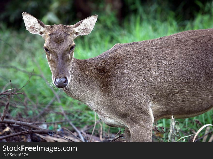 Deer living in the wild