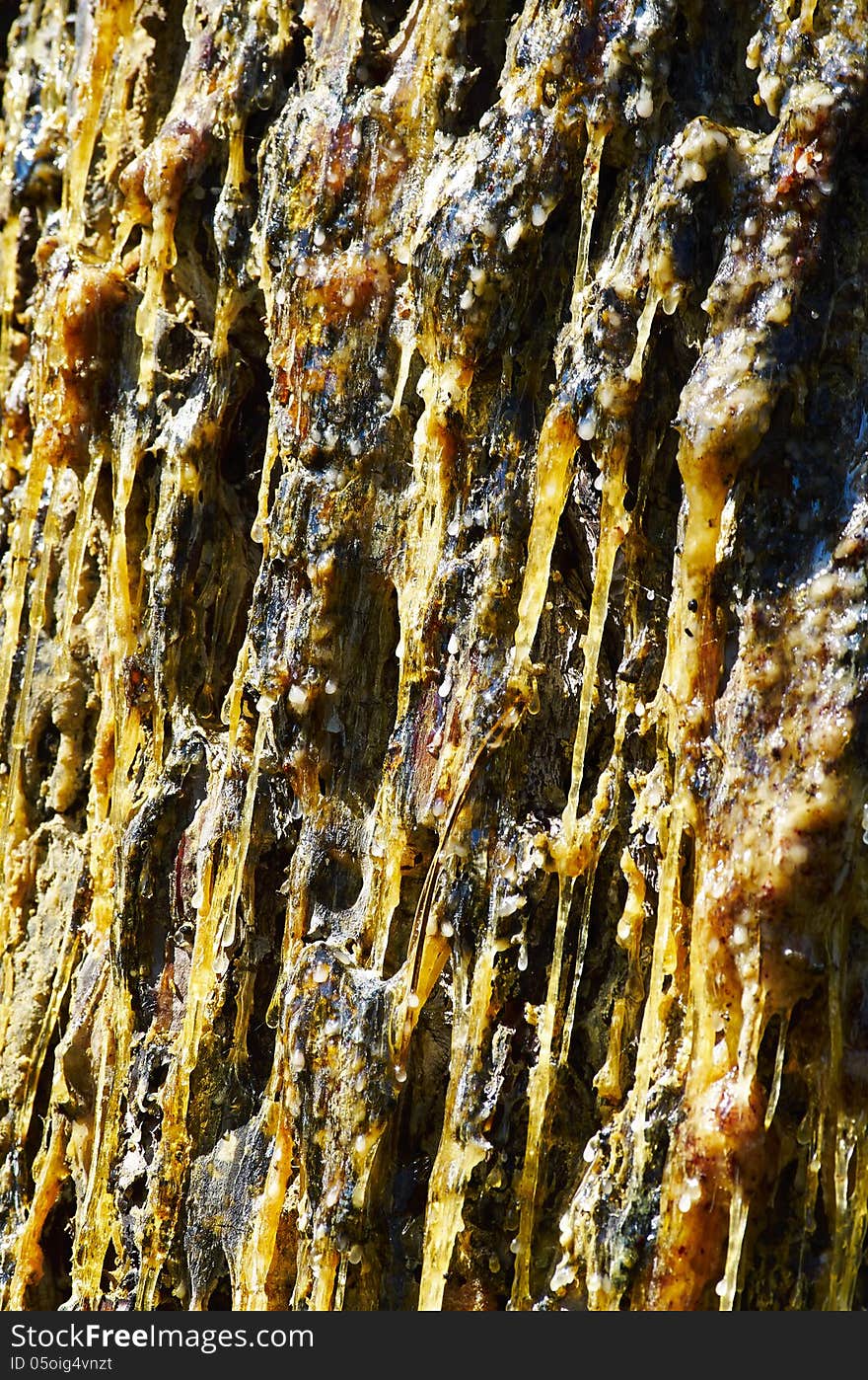 Pine resin on a pine in a garden in la spezia