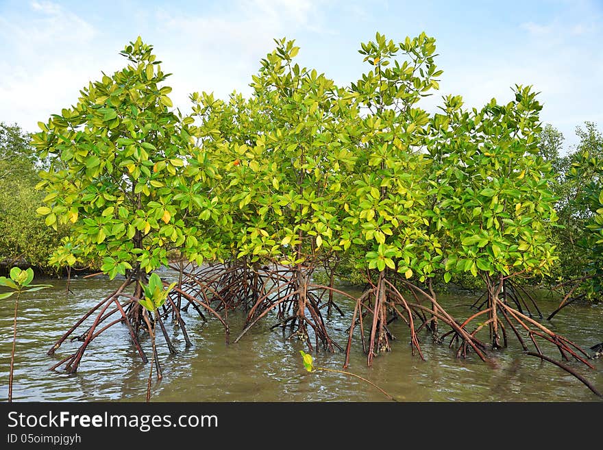 Mangrove plants growing in wetlands. A protective earth connection from the storm. And breeding animals.