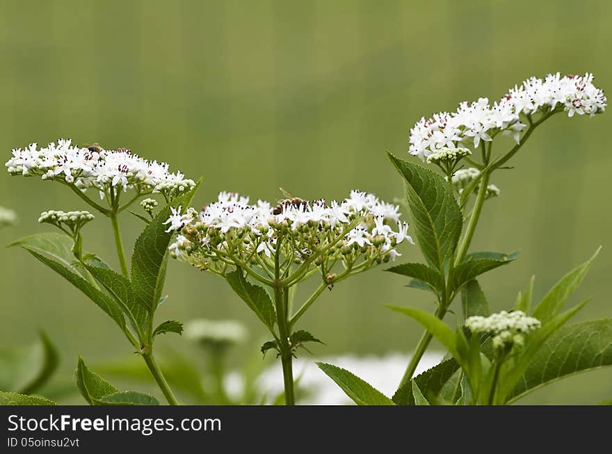 Flower of sambucus in a garden of my friend