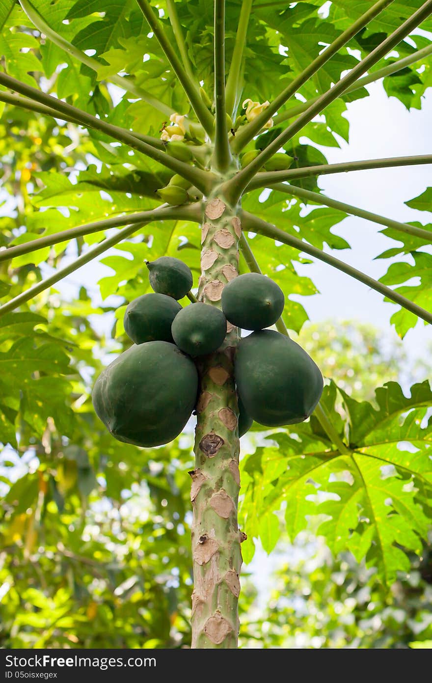 Green papaya tree in Sri Lanka