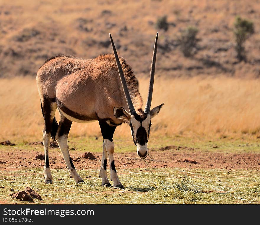 Gemsbok as seen at Lion & Rhino park near Johannesburg South Africa