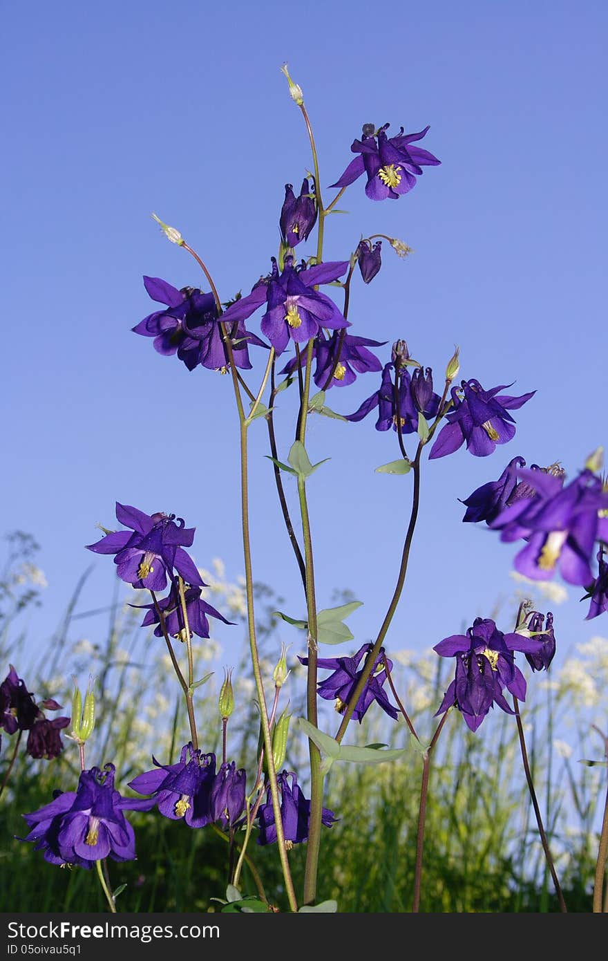 Blue Flower