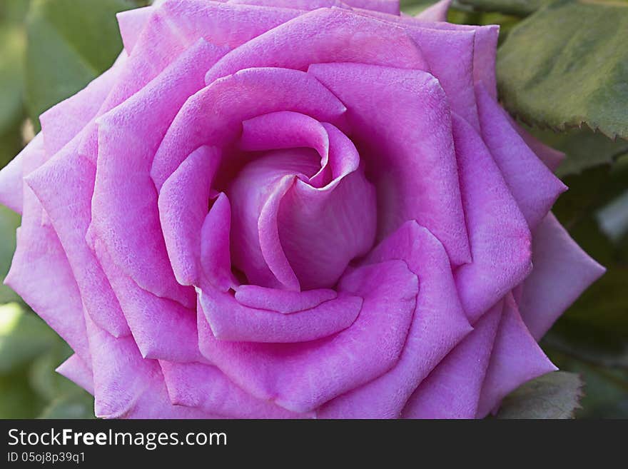 Hot pink flower tea-hybrid rose , blooming in the garden . Photographed close-up on the background of green leaves. Hot pink flower tea-hybrid rose , blooming in the garden . Photographed close-up on the background of green leaves.