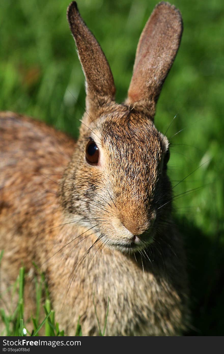 Easter Cottontail Close up Head shot