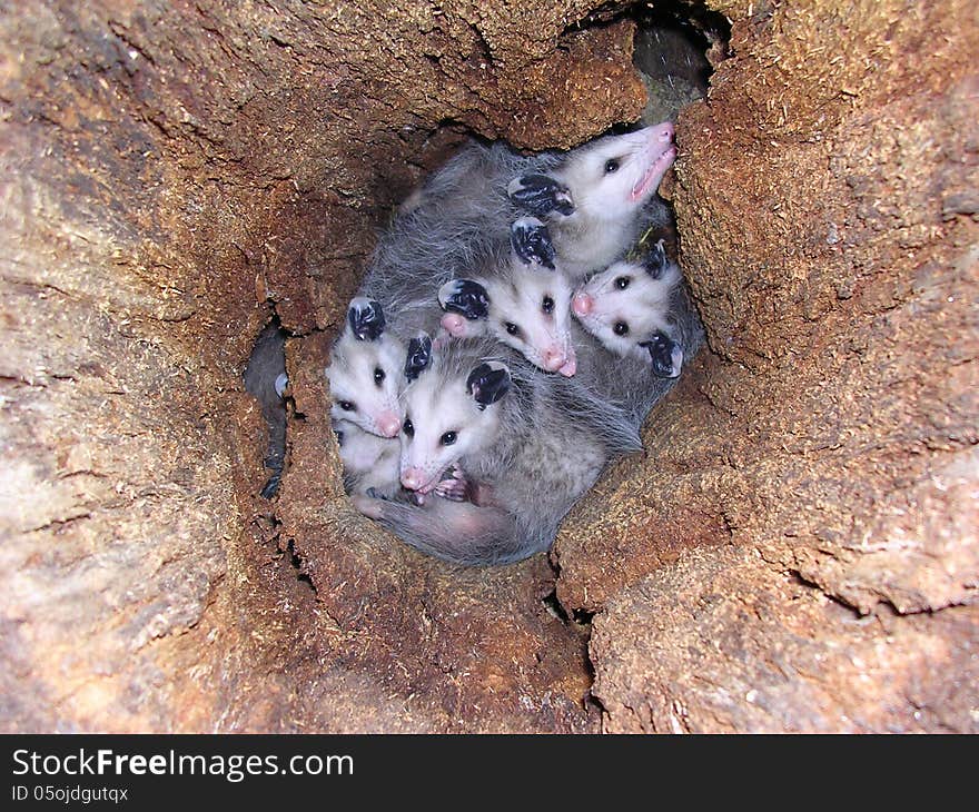 Group Of Young Opossums In Log