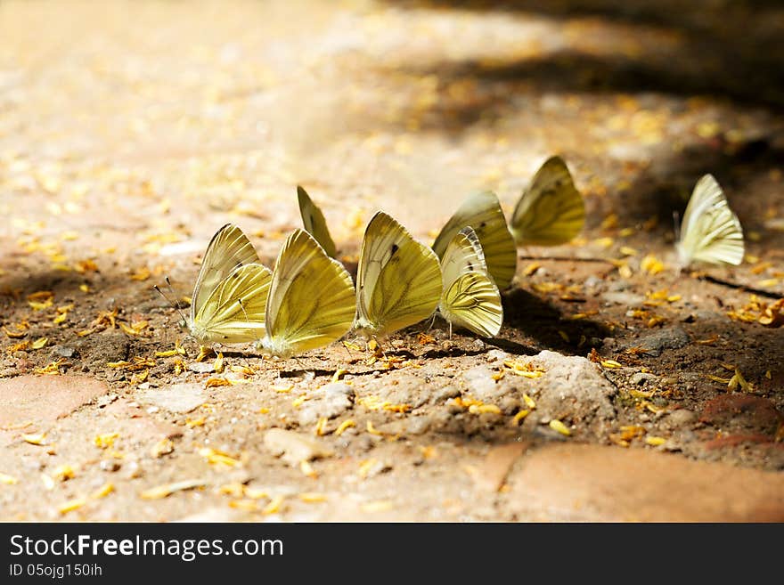 beautiful butterflies