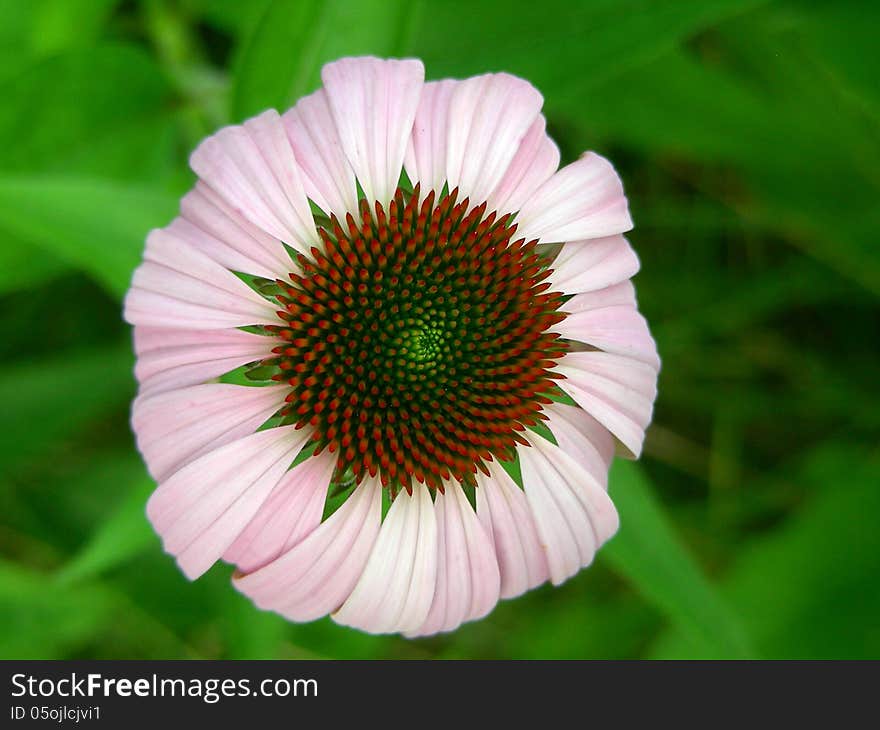 Very new, just bloomed purple cone flower in pristine condition. Delicate pink and beautiful. Very new, just bloomed purple cone flower in pristine condition. Delicate pink and beautiful.