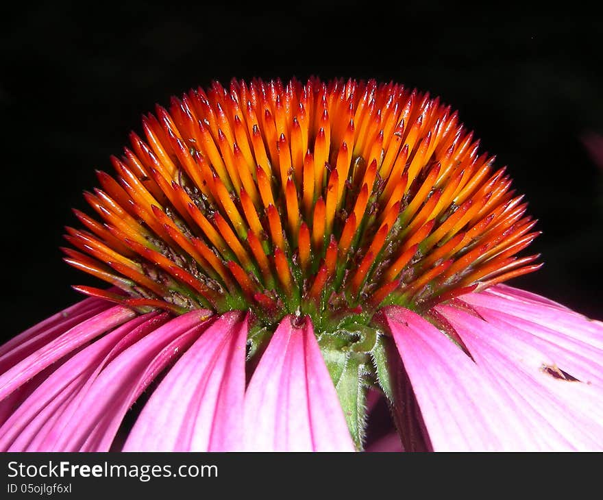 Side View Shiny Pointy Cone Flower Top