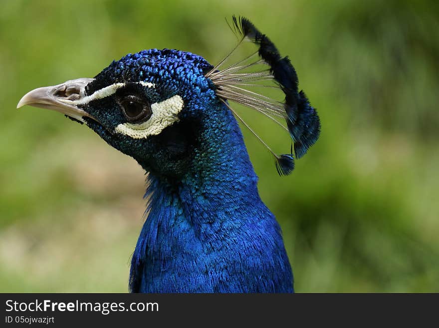 Portait of a beautiful blue peacock