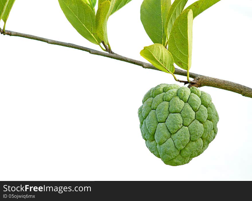 Custard apple fruit is delicious. Are perennial. Has grown in Thailand. Custard apple fruit is delicious. Are perennial. Has grown in Thailand.