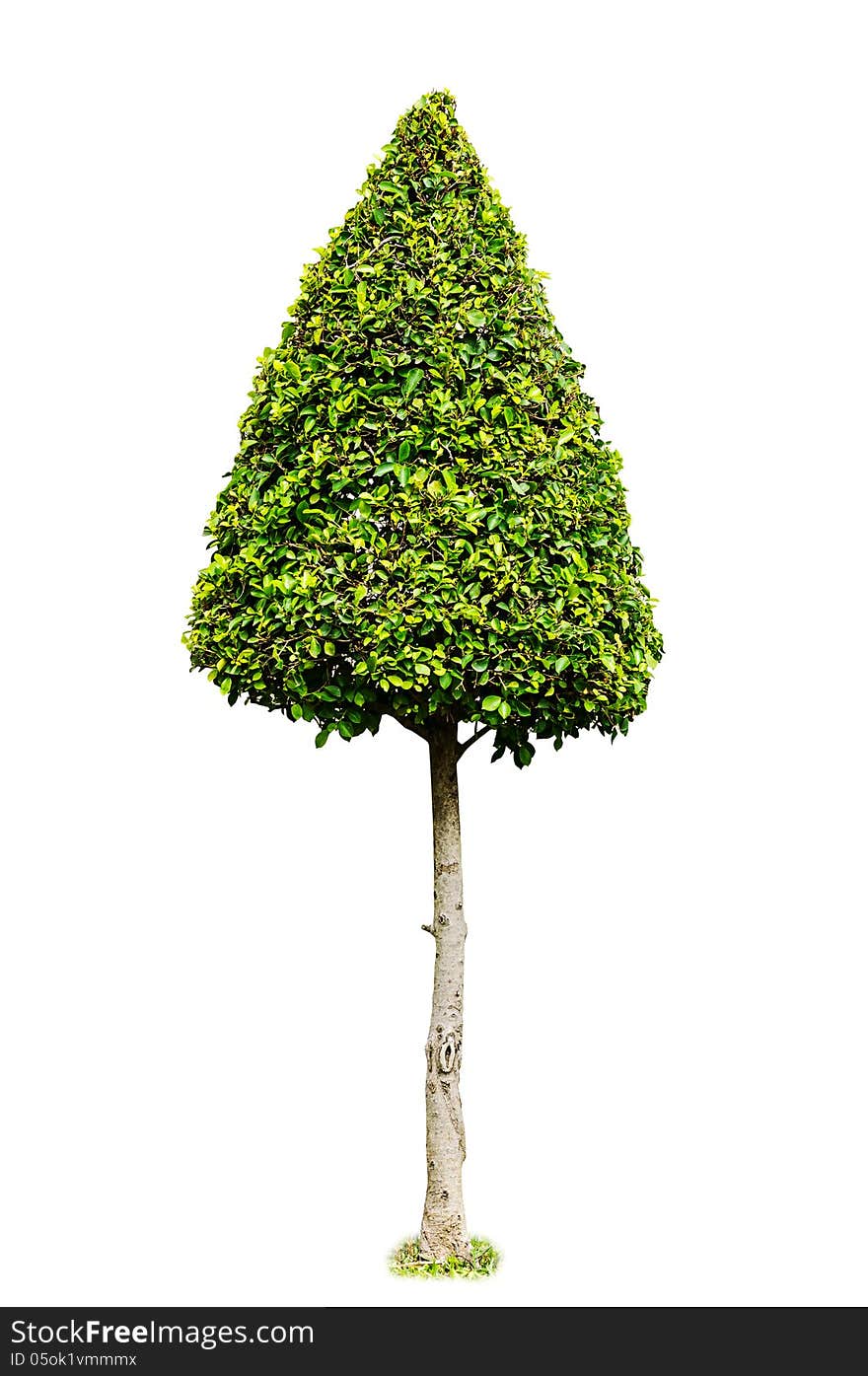 Dwarf tree isolated