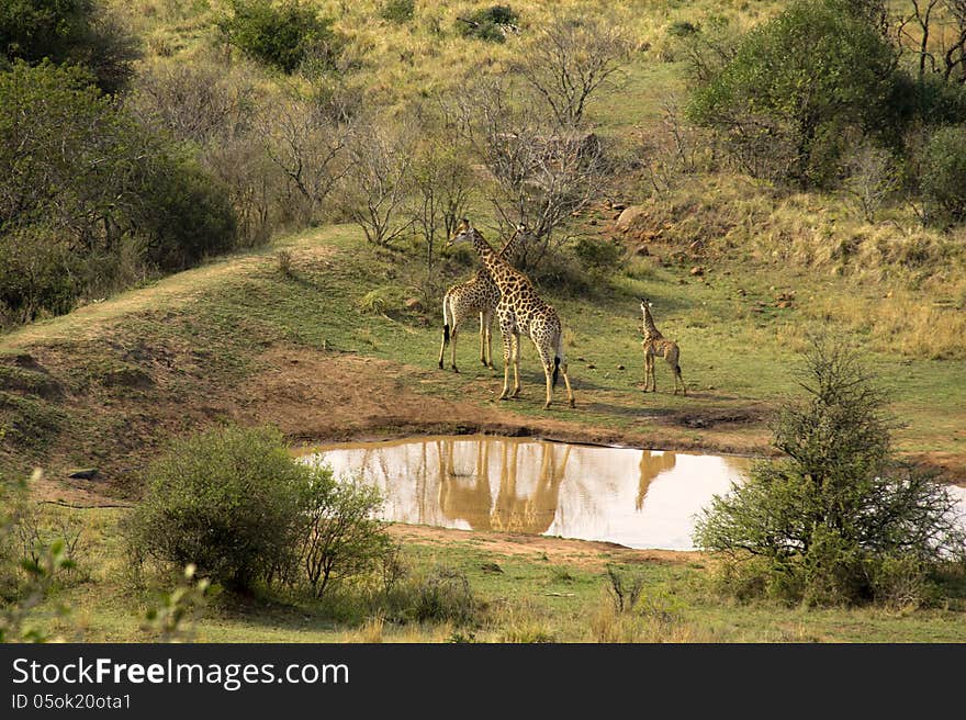 Giraffe family at a watering place in South Africa