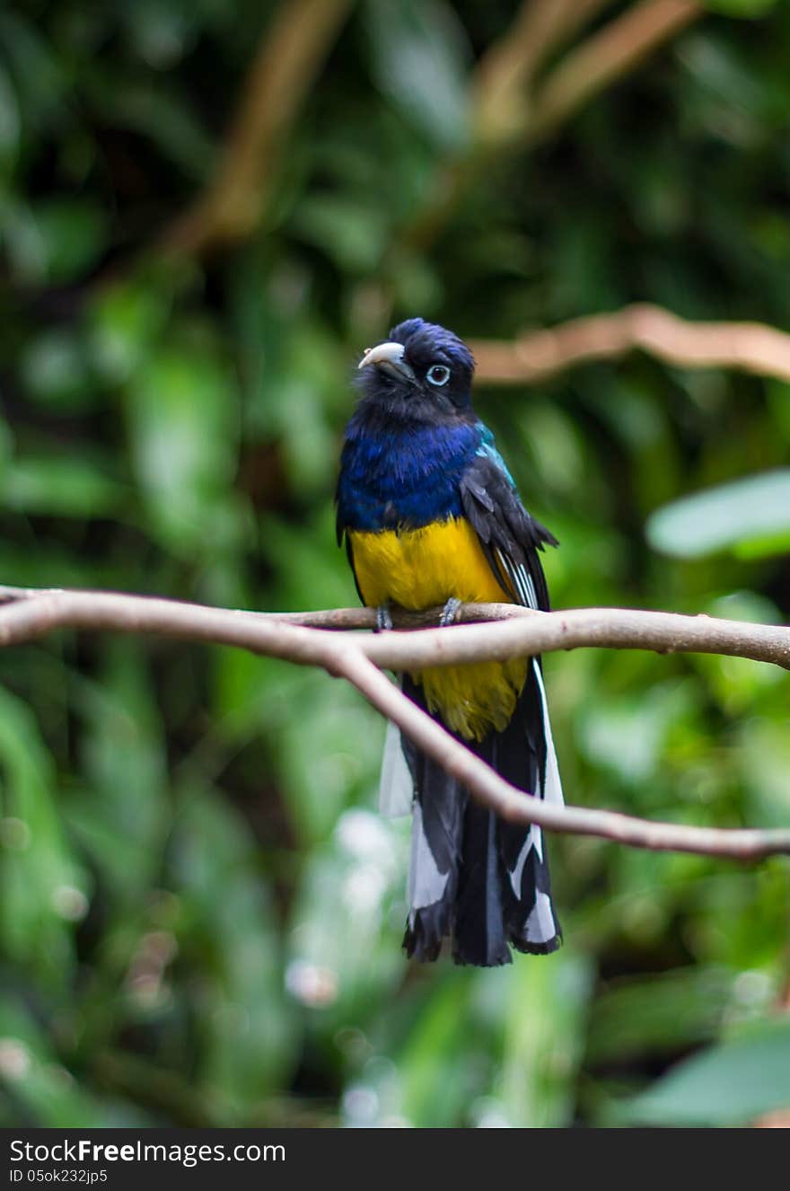 White Tailed Trogon